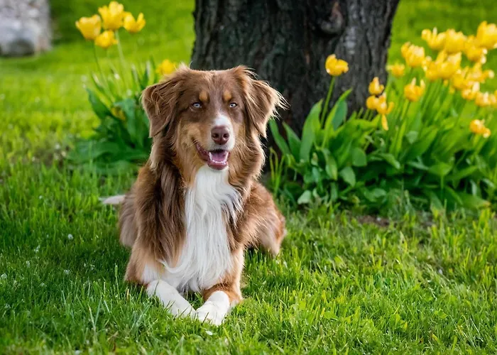 Am Weinberg, 펜션 *